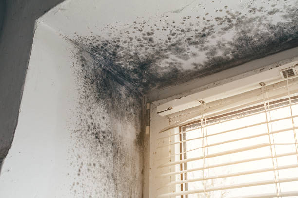 Affordable Black Mold Remediation solutions in Gladstone, NJ