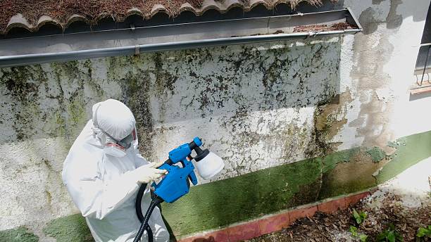 Top rated local Black Mold Remediation specialists in Gladstone, NJ